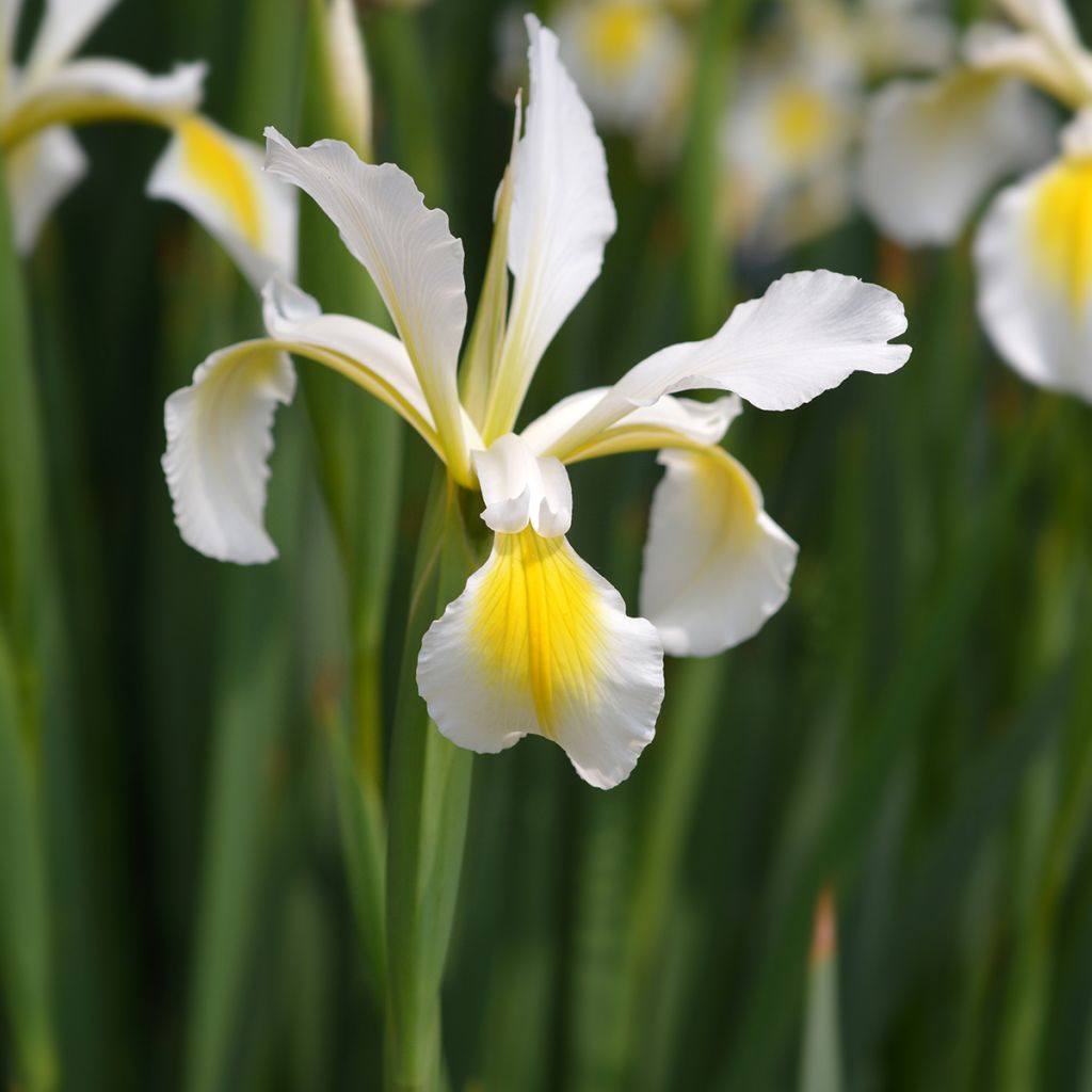 Iris orientalis - Turkish Iris