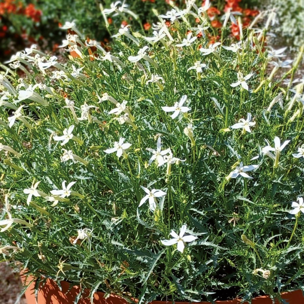 Isotoma Wendy's White - Rock Isotome