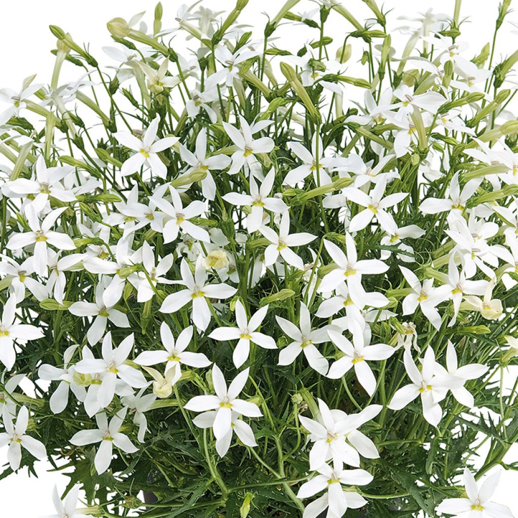 Isotoma Wendy's White - Rock Isotome