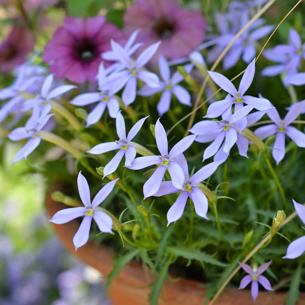 Isotoma Stella Blue - Rock Isotome