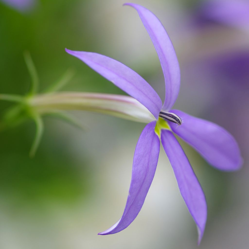 Isotoma Stella Blue - Rock Isotome