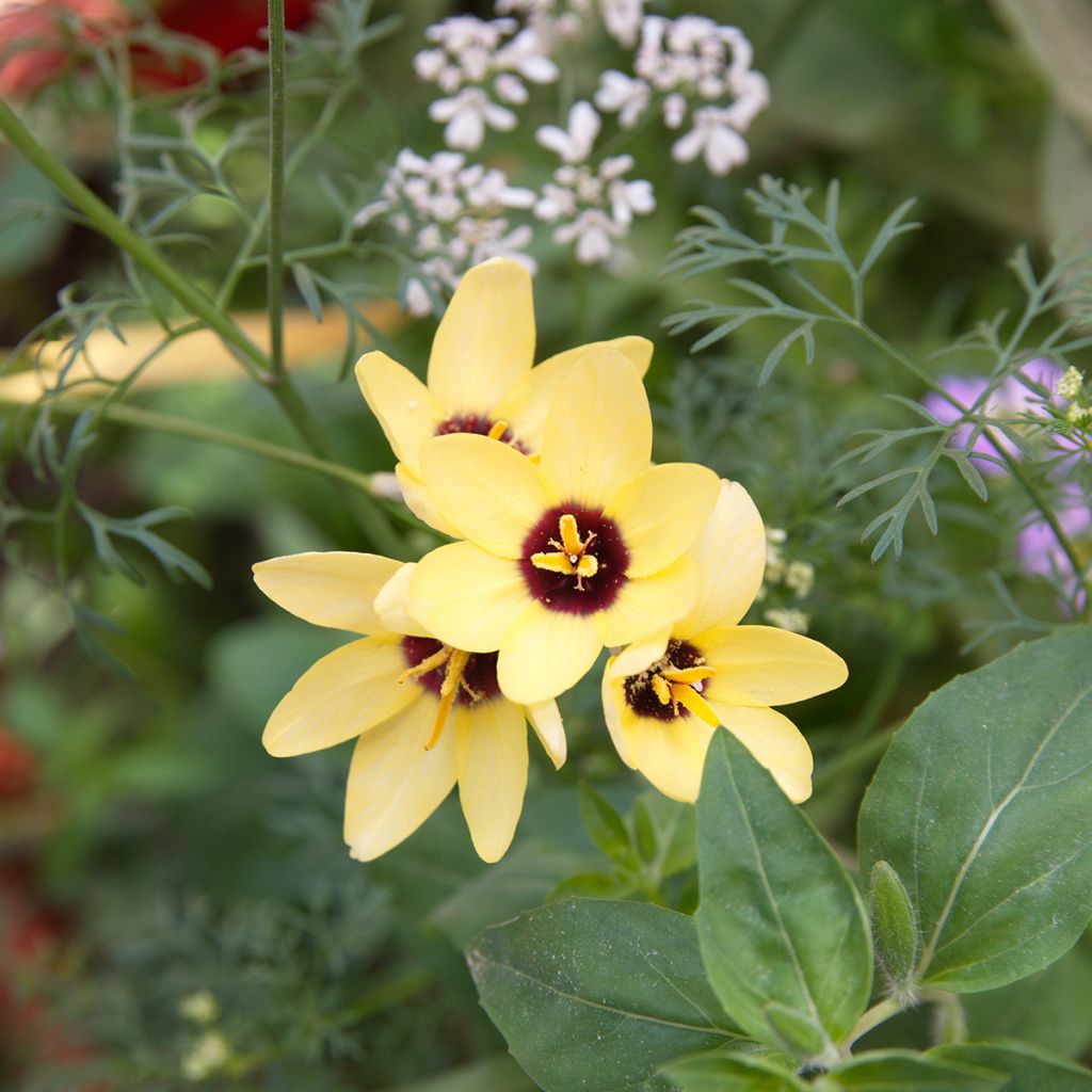 Ixia Yellow Emperor - Corn Lily