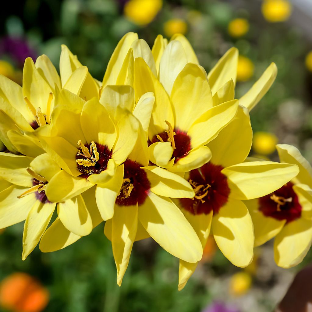 Ixia Yellow Emperor - Corn Lily