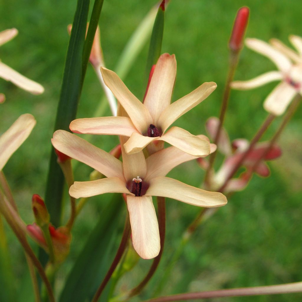Ixia paniculata Eos - Corn Lily