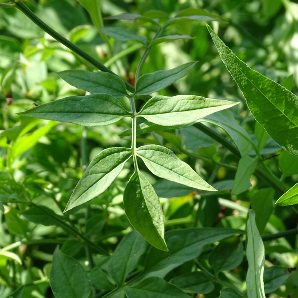 Jasminum officinale - Common jasmine
