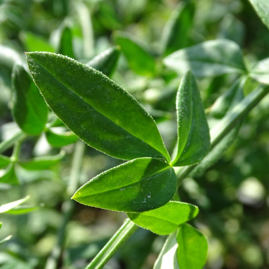 Jasminum nudiflorum - Winter jasmine