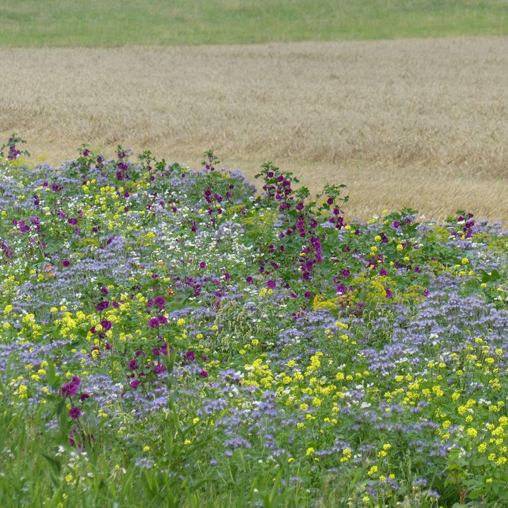 Jachère mellifère Tübinger