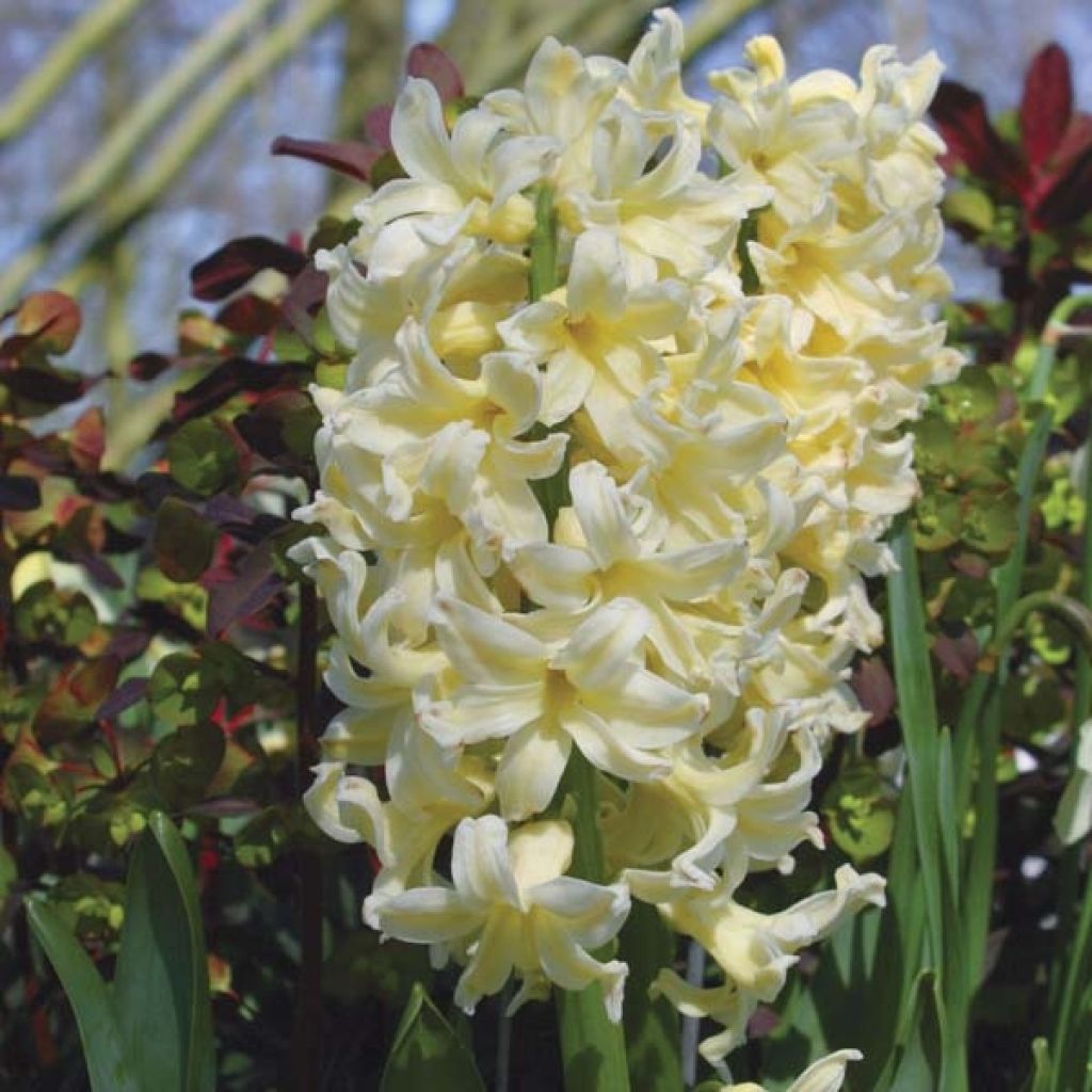 Hyacinthus x orientalis City of Harleem