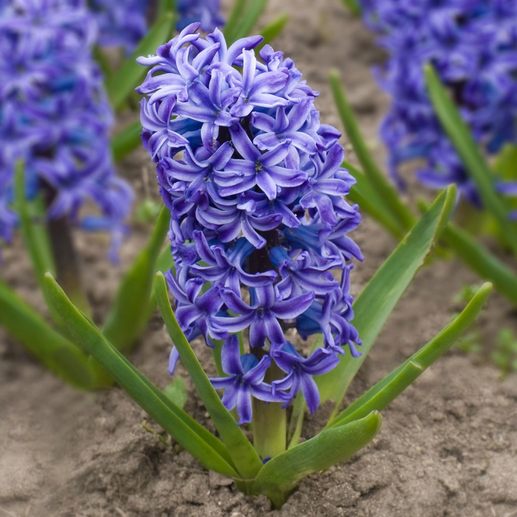 Hyacinthus x orientalis Delft Blue