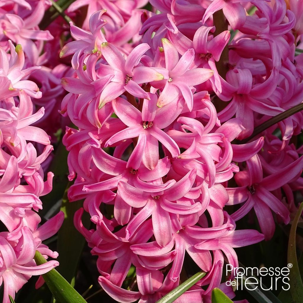 Hyacinthus x orientalis Pink Pearl
