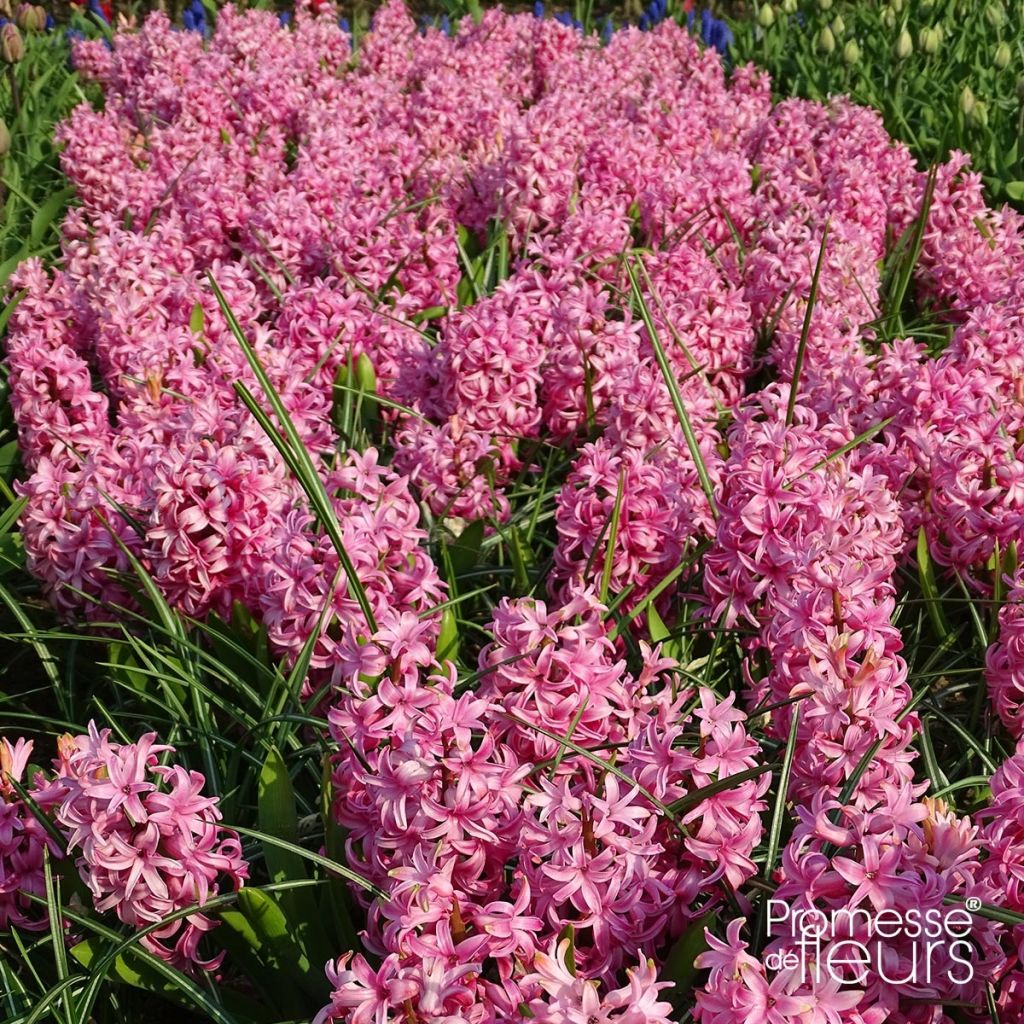 Hyacinthus x orientalis Pink Pearl