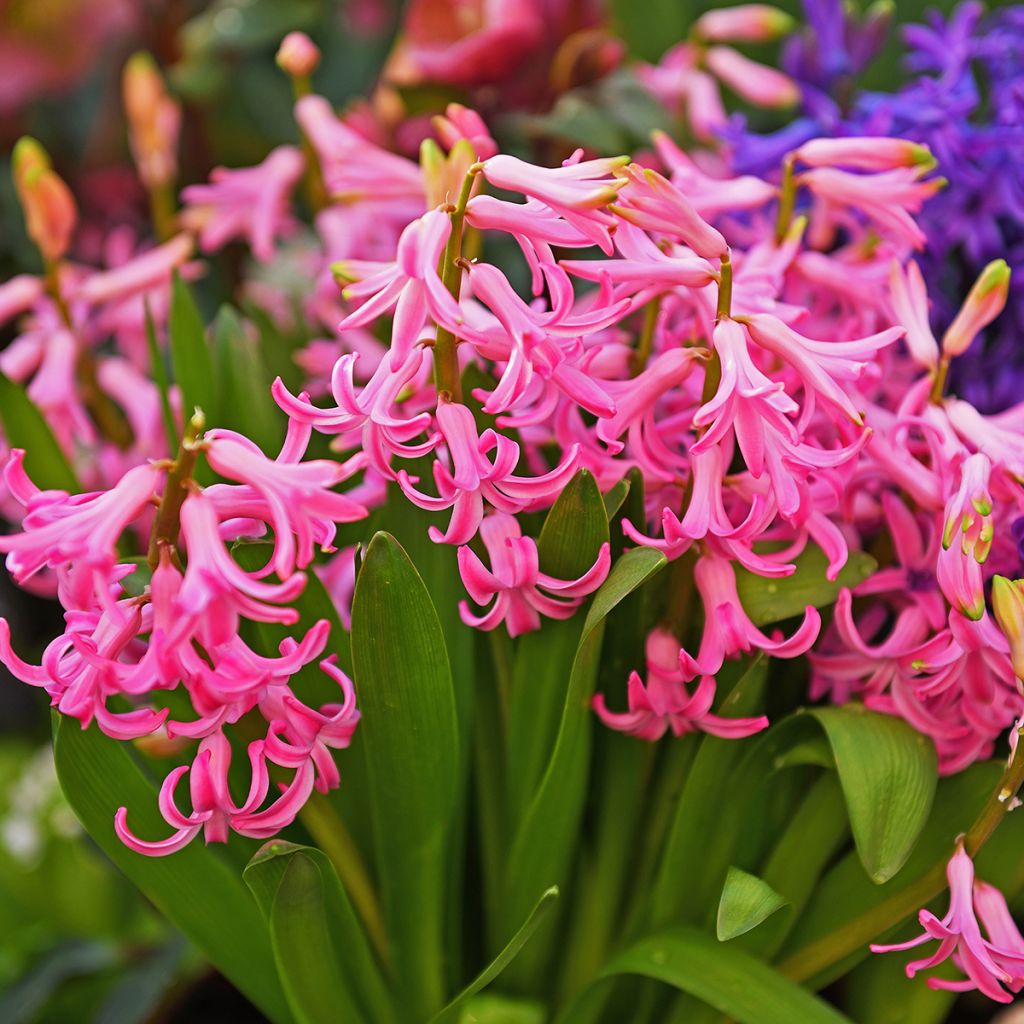Hyacinthus x orientalis Pink Pearl