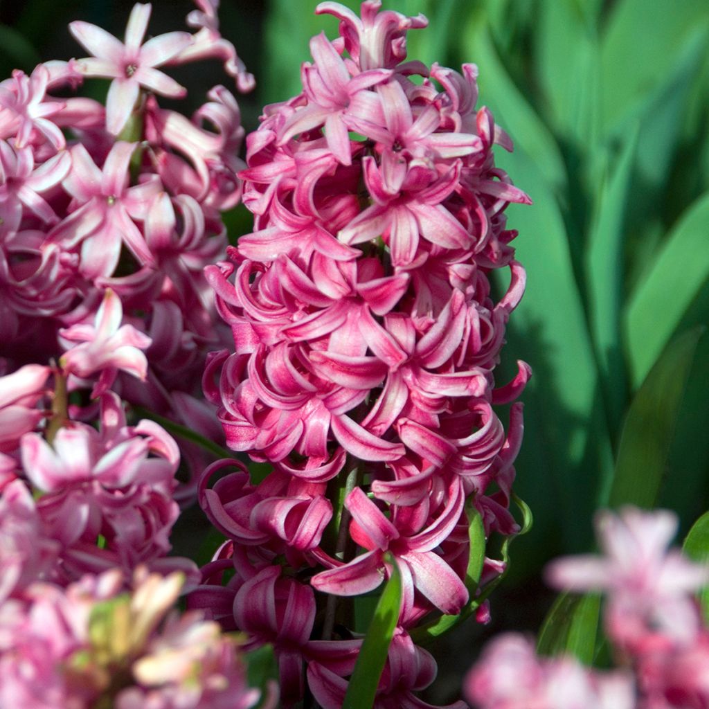 Hyacinthus x orientalis Pink Pearl