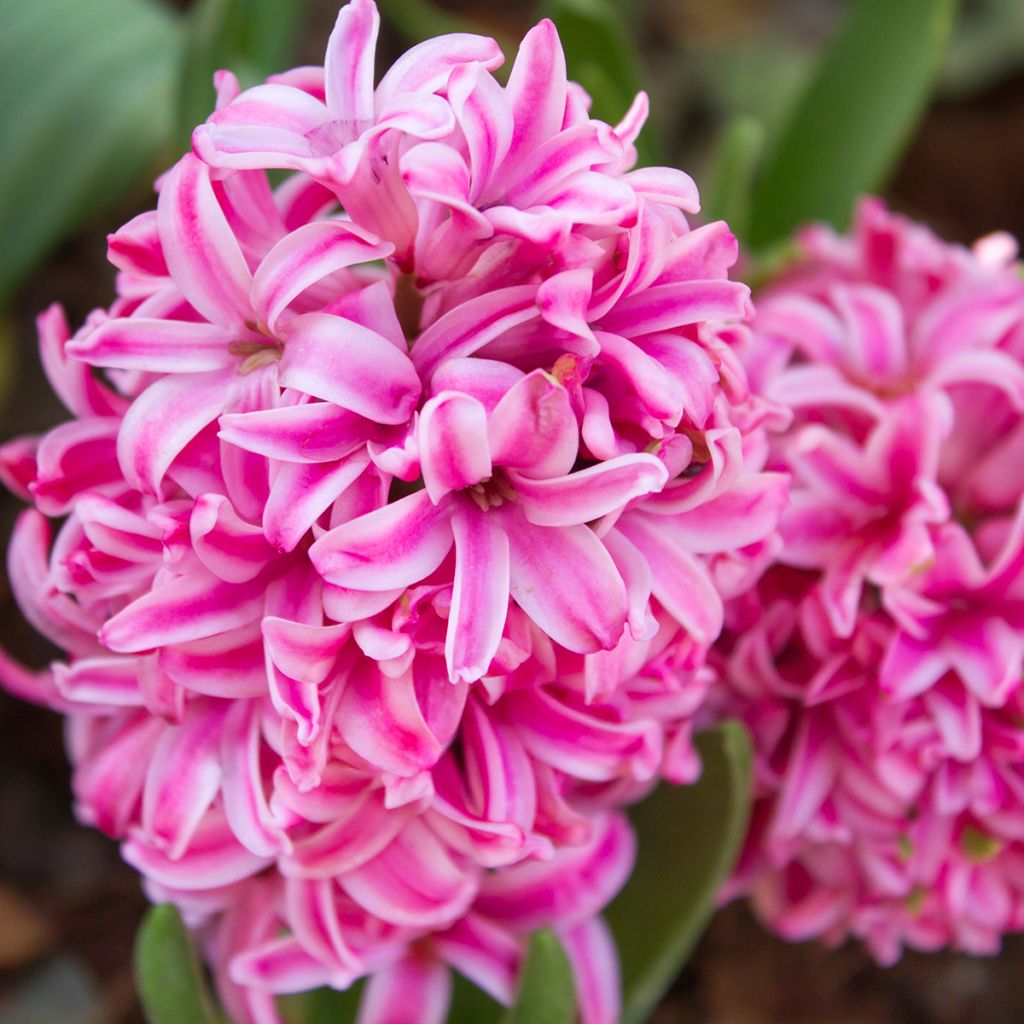 Hyacinthus x orientalis Pink Pearl