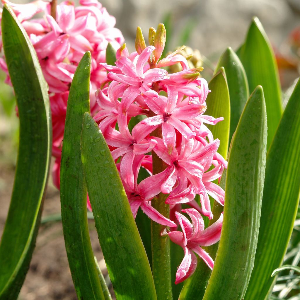 Hyacinthus x orientalis Pink Pearl