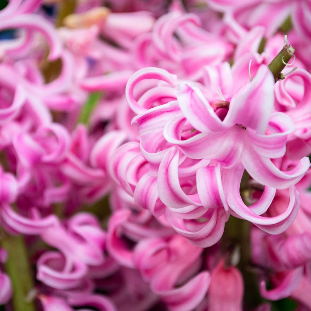 Hyacinthus x orientalis Pink Pearl