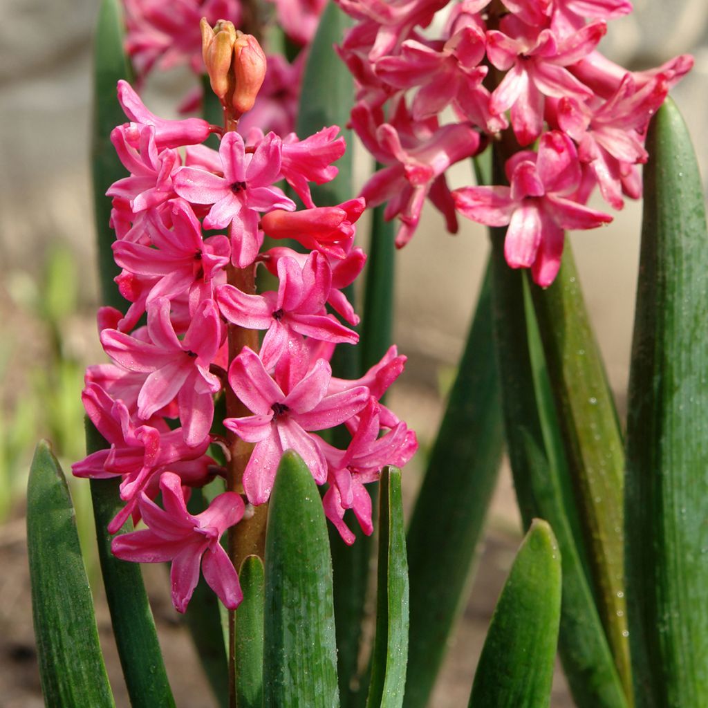 Hyacinthus x orientalis Pink Pearl