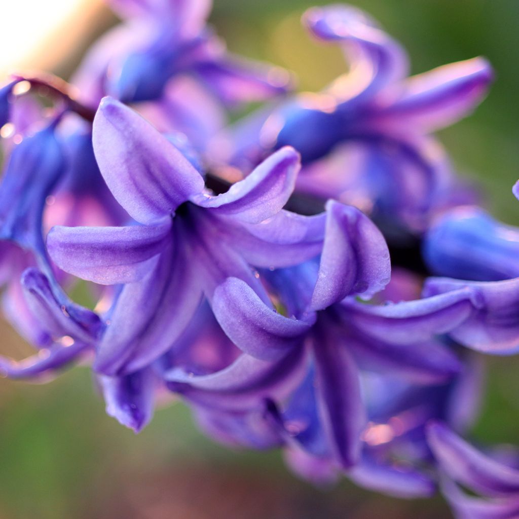Hyacinthus x orientalis Sky Jacket
