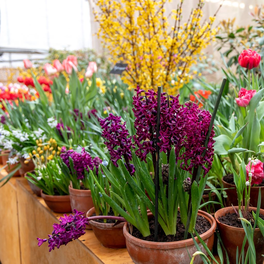 Hyacinthus x orientalis Woodstock