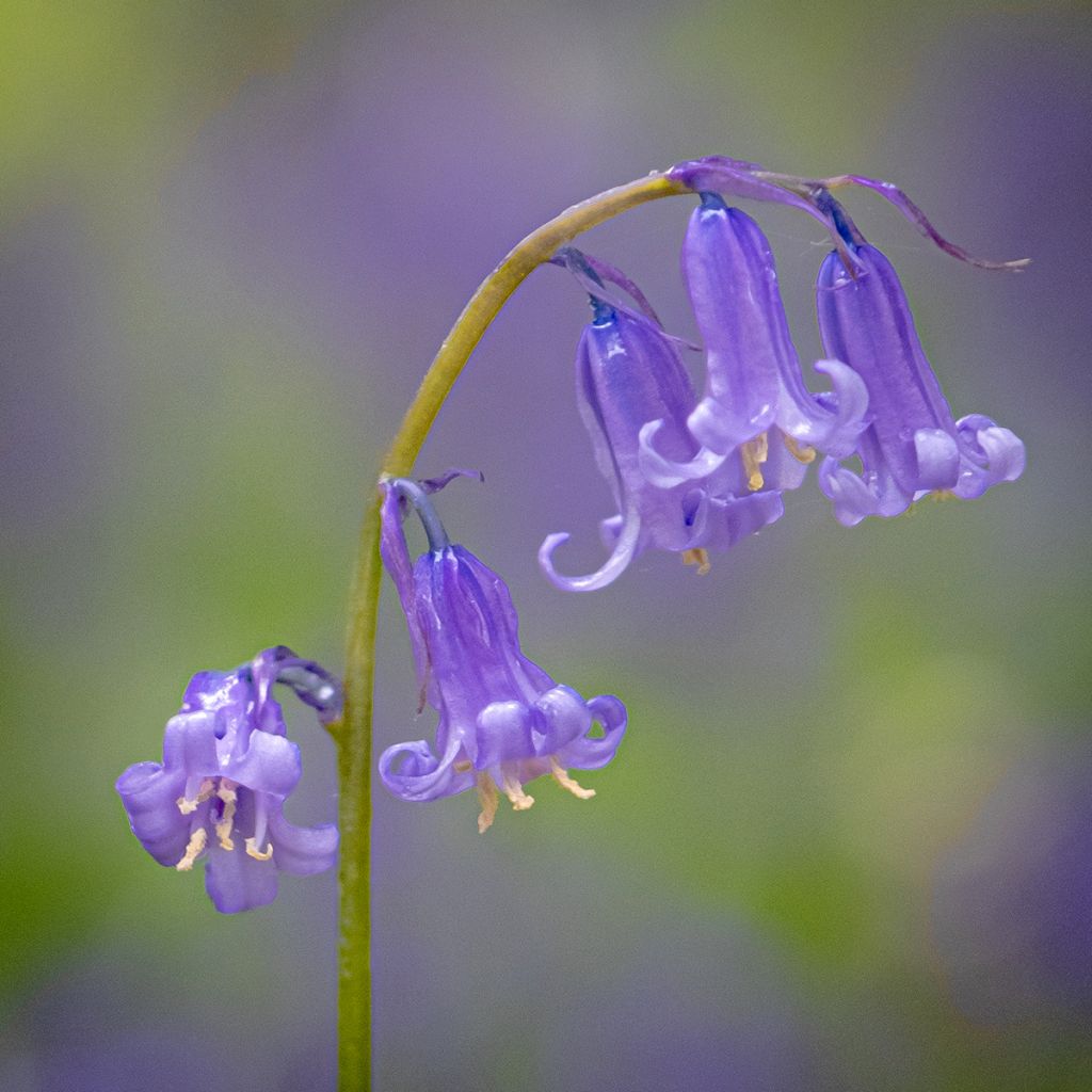 Hyacinthoides non-scripta