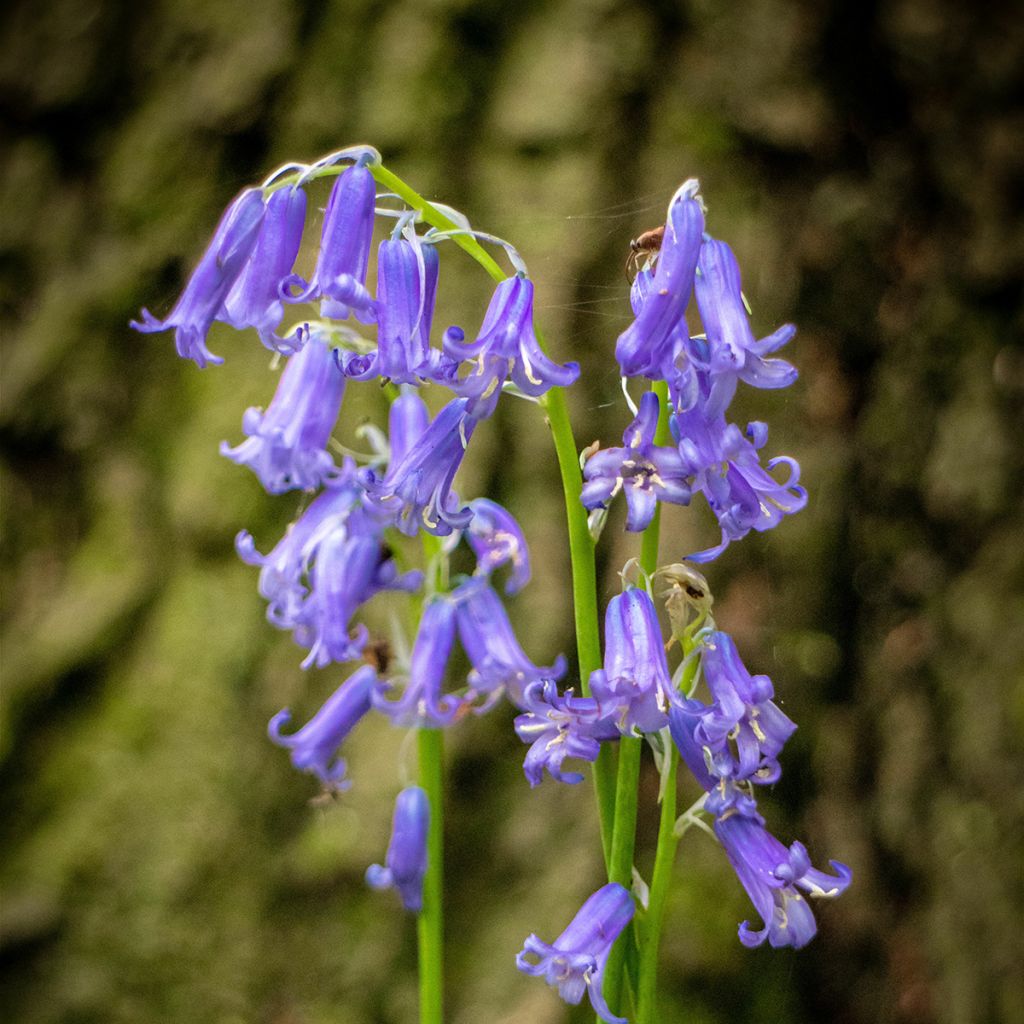 Hyacinthoides non-scripta