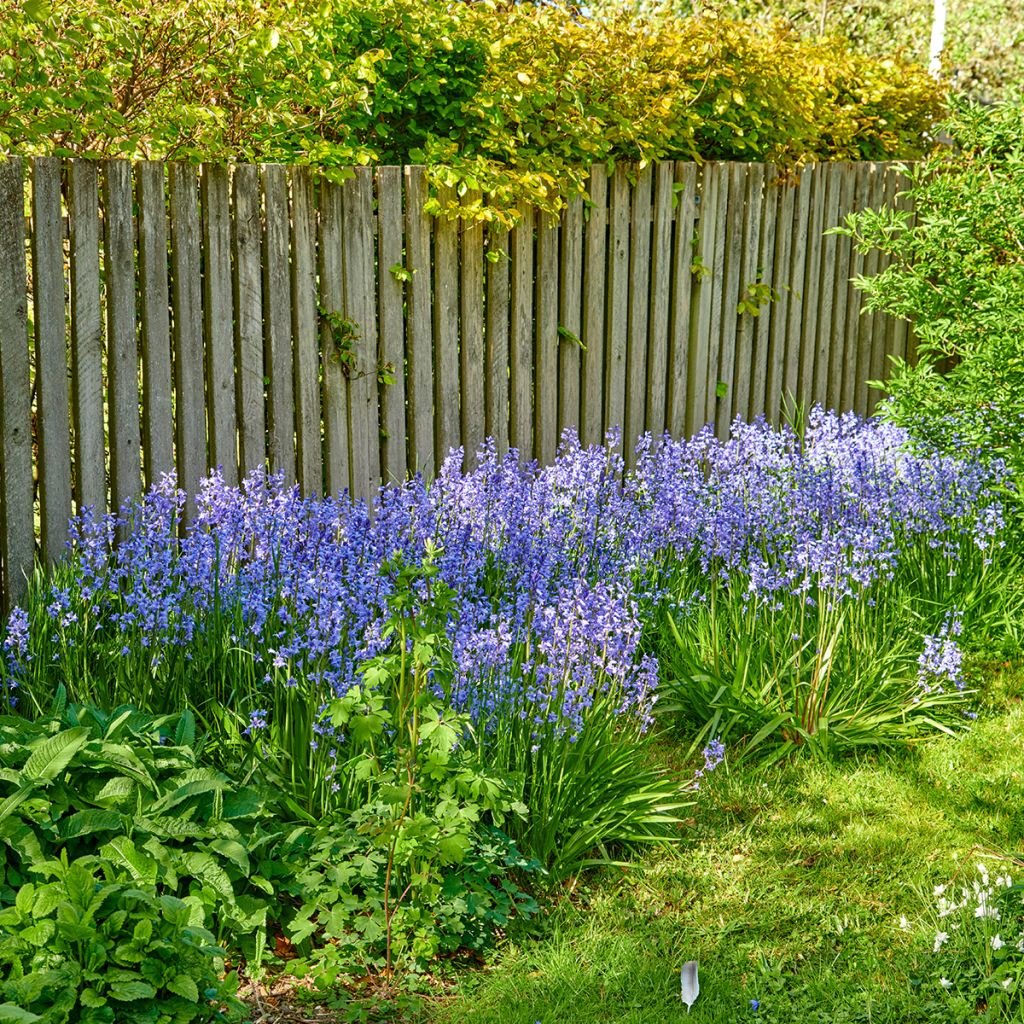 Hyacinthoides non-scripta
