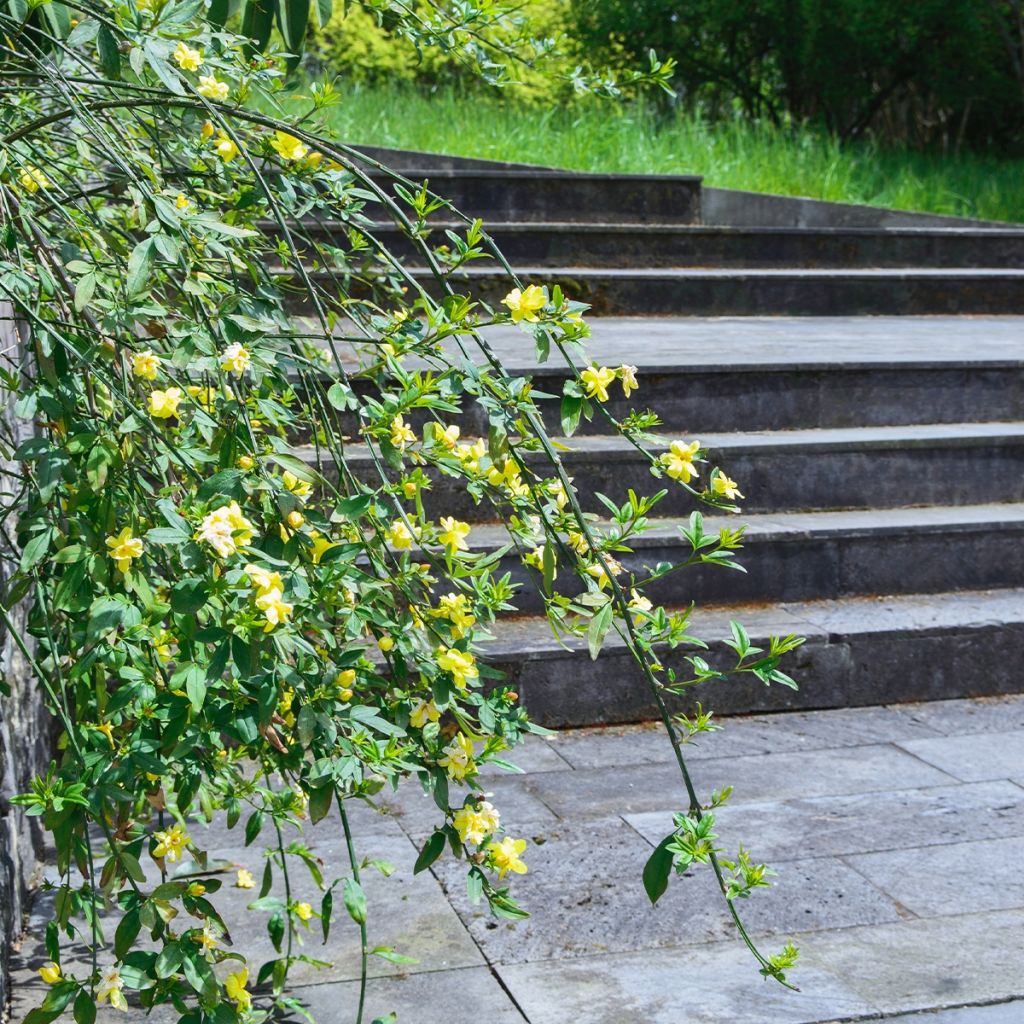 Jasminum humile Revolutum - Italian Jasmine