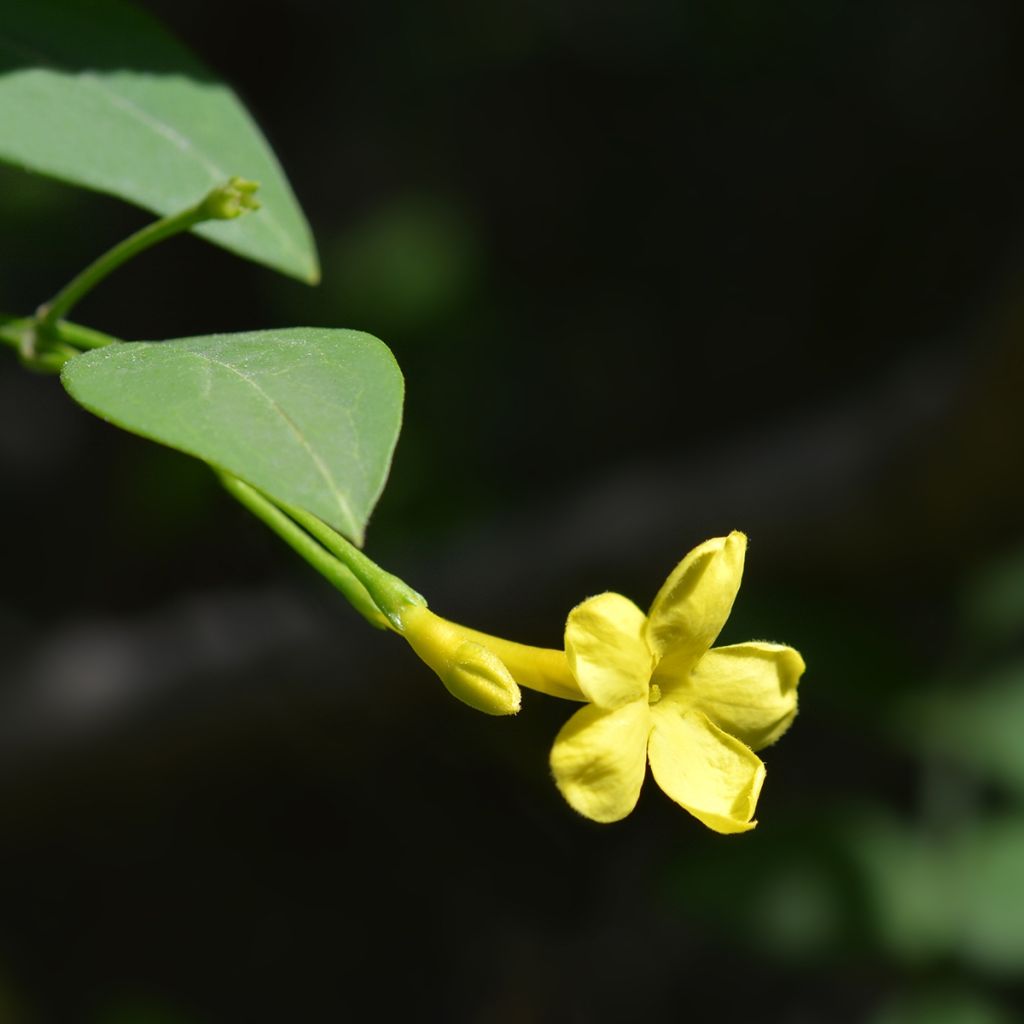 Jasminum humile Revolutum - Italian Jasmine