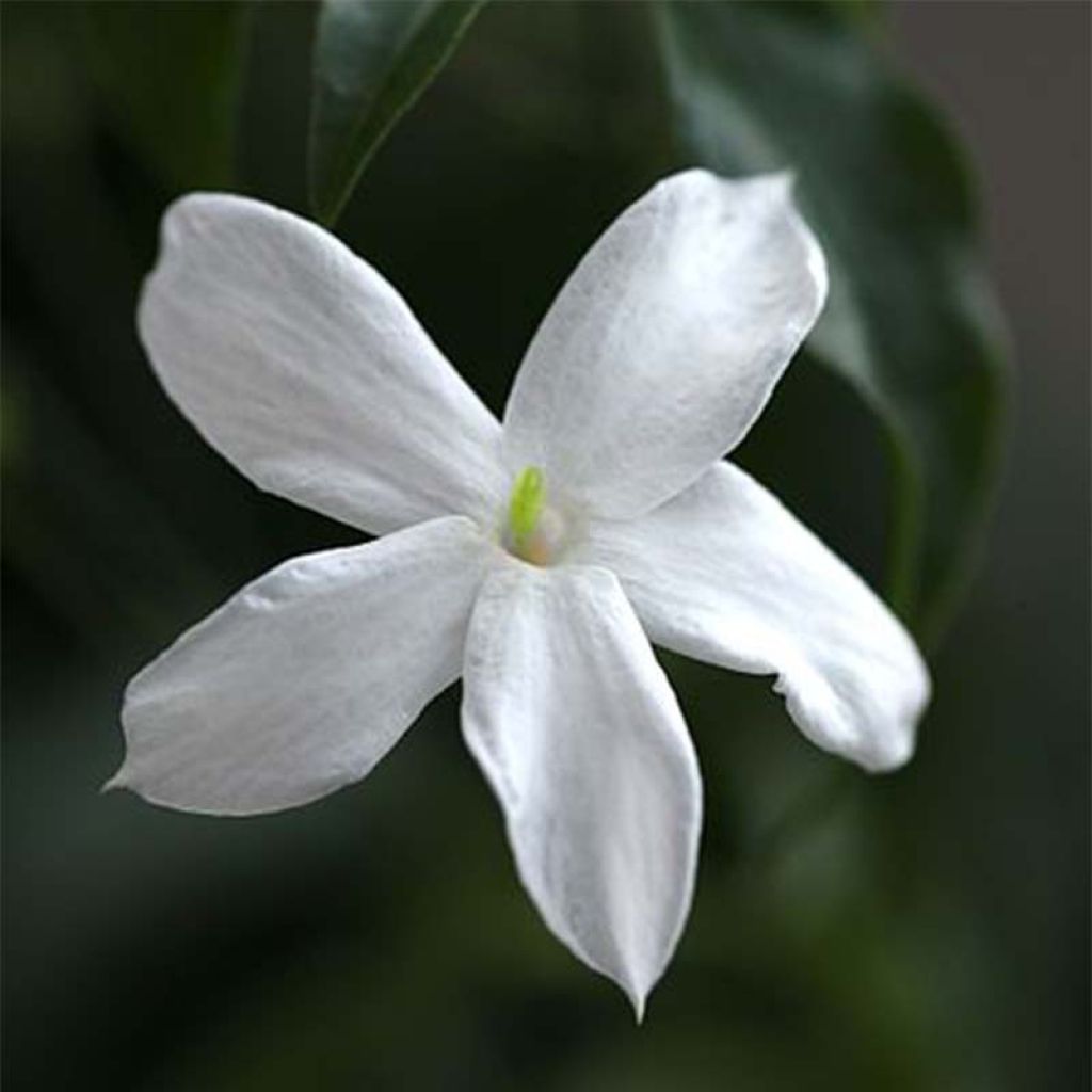 Jasminum officinale - Common jasmine