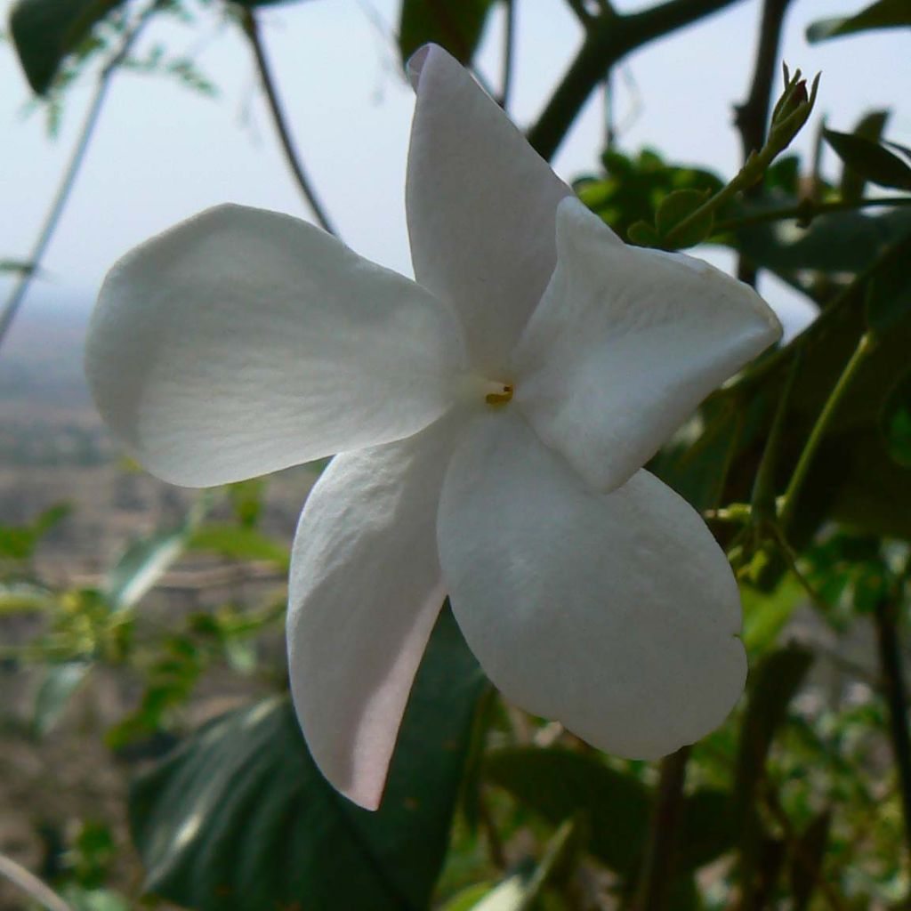 Jasminum officinale - Common jasmine