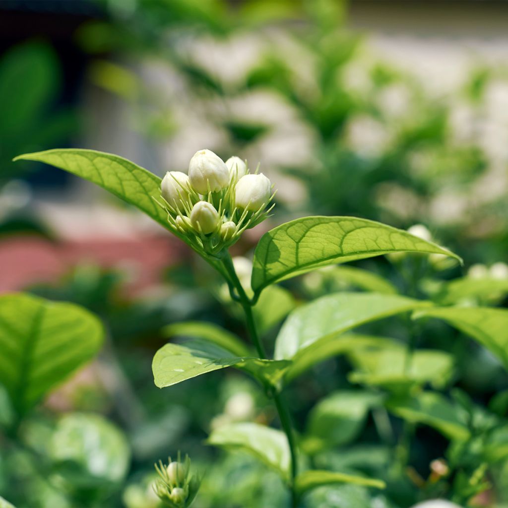 Jasminum sambac - Arabian Jasmine