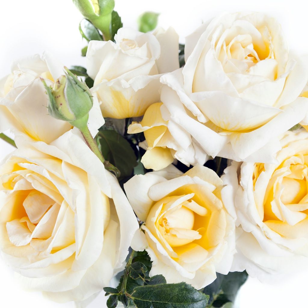 Rosa 'Jeanne Coeur' (Oranobri)