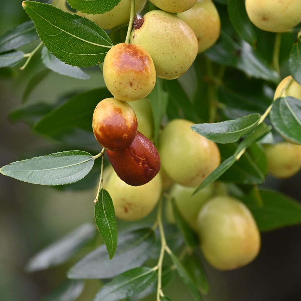 Ziziphus jujuba Meimizao