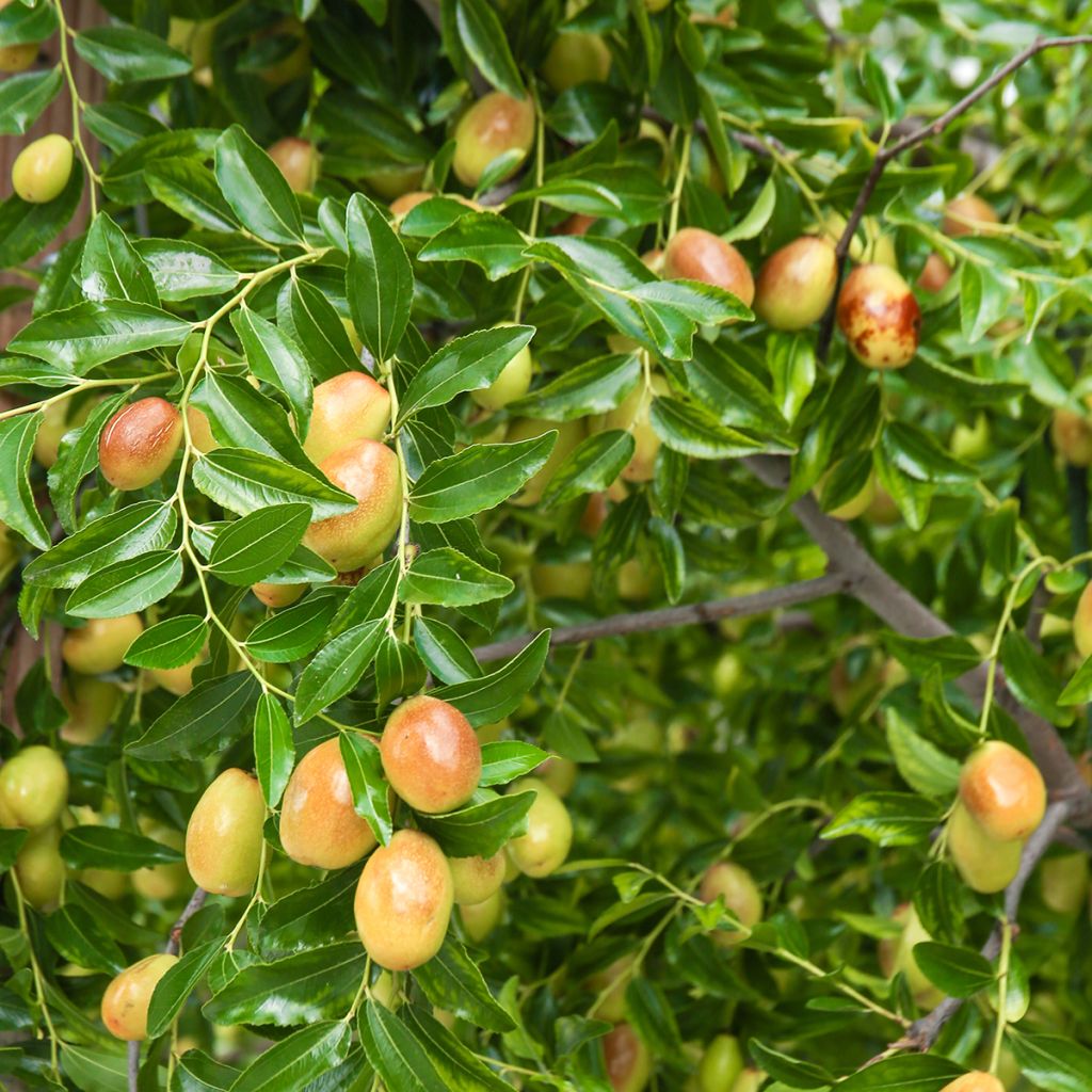 Ziziphus jujuba Meimizao