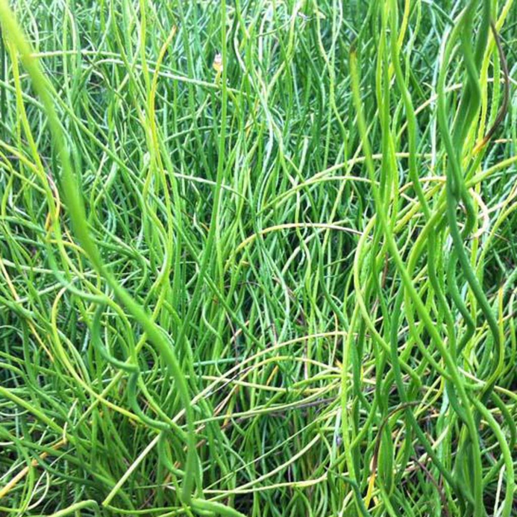 Juncus effusus 'Spiralis'