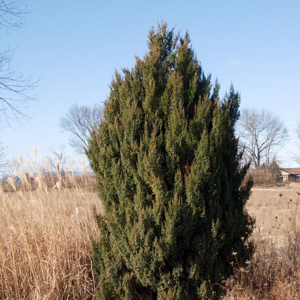 Juniperus chinensis Stricta