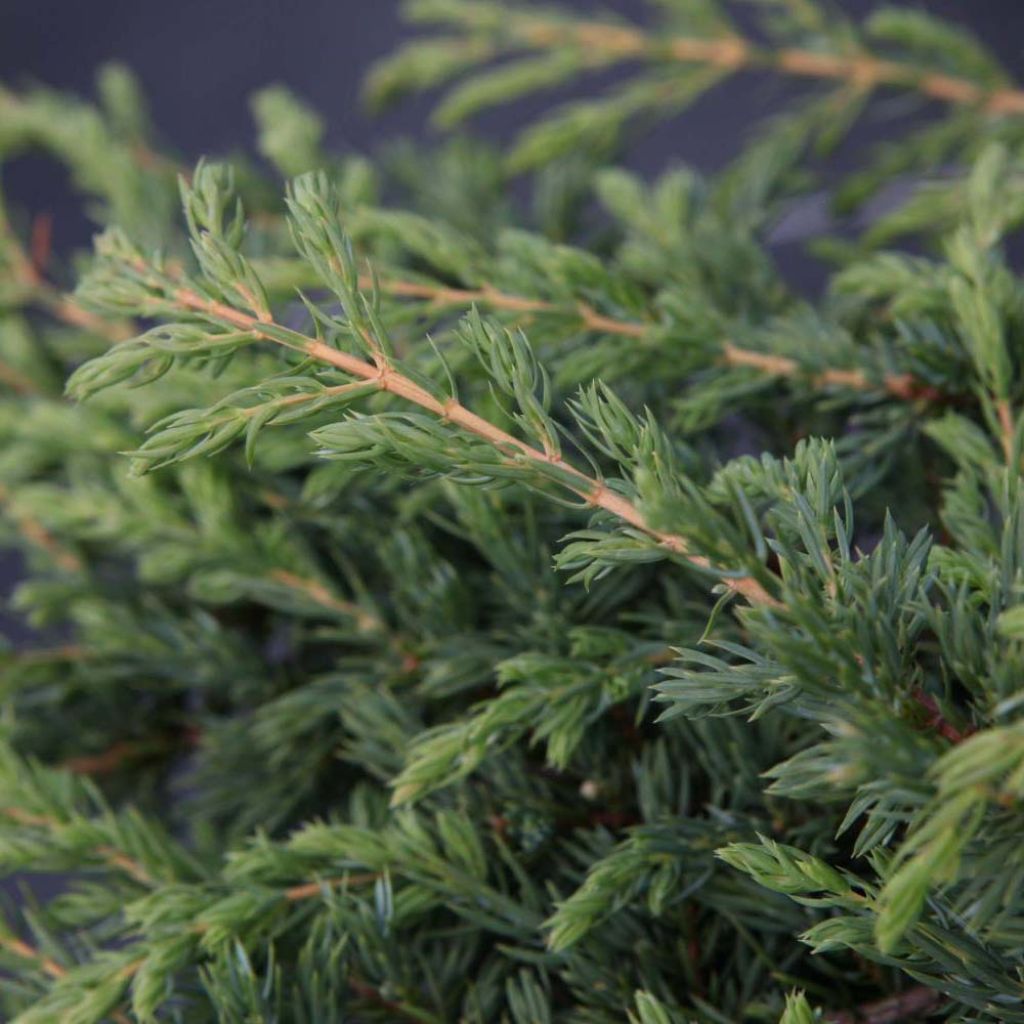 Juniperus communis Repanda