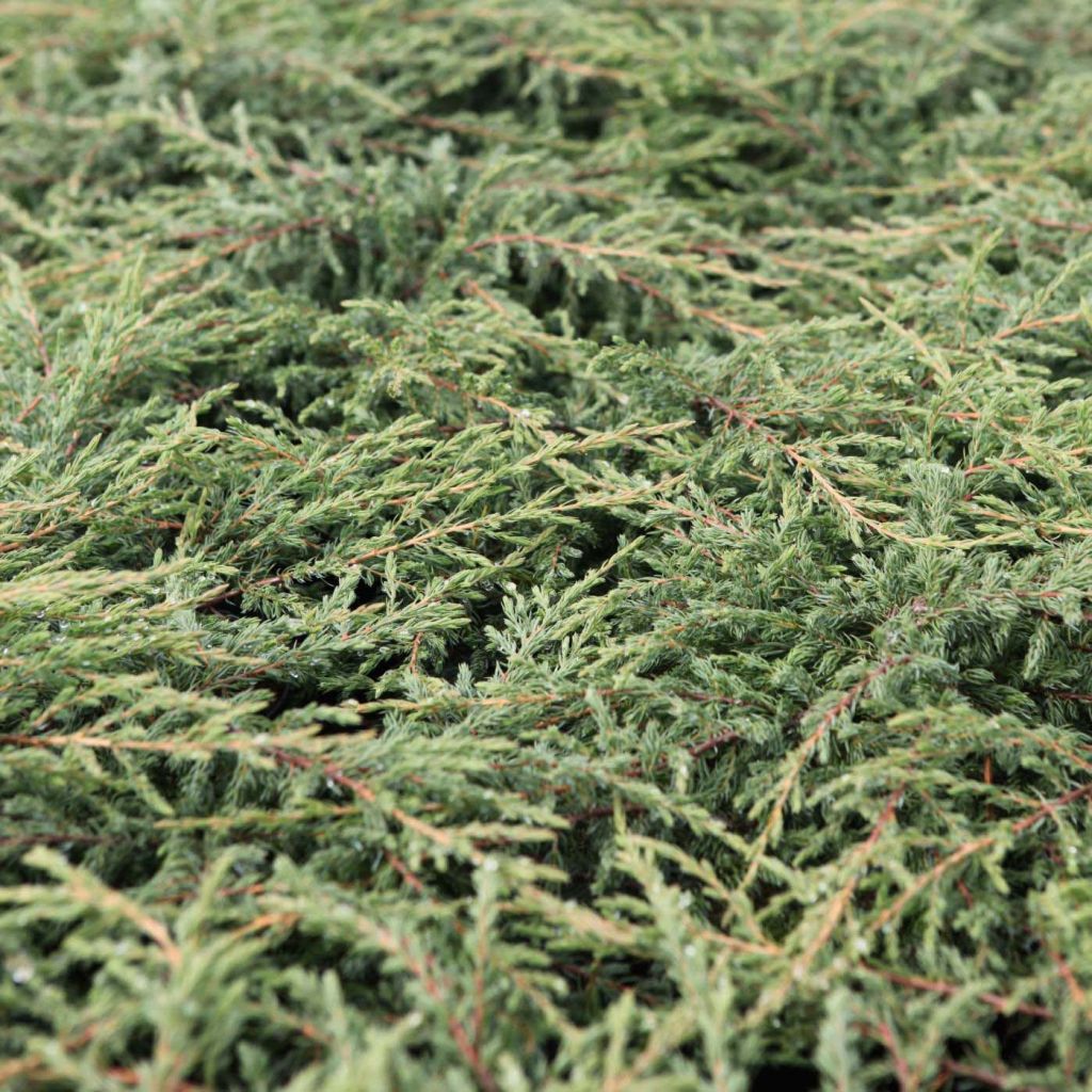 Juniperus communis Repanda