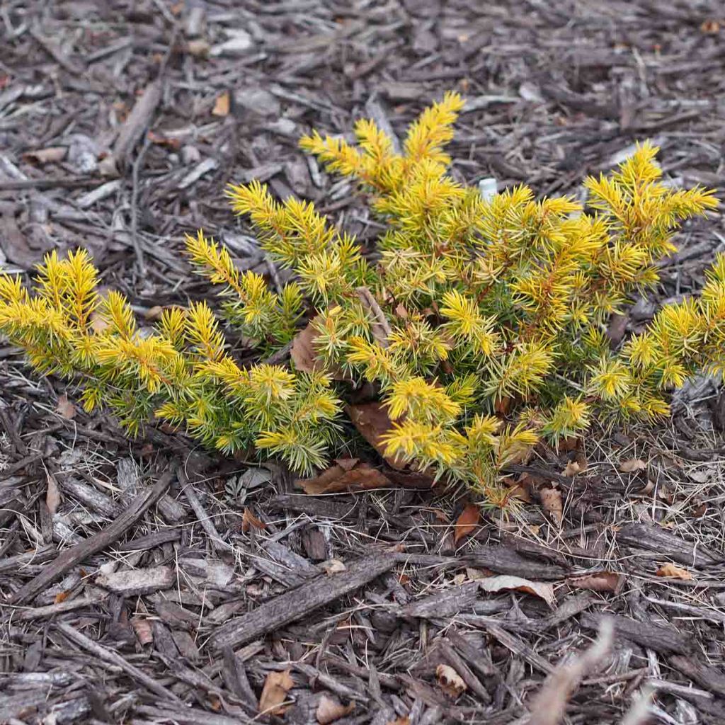 Shore Juniper - Juniperus conferta All Gold