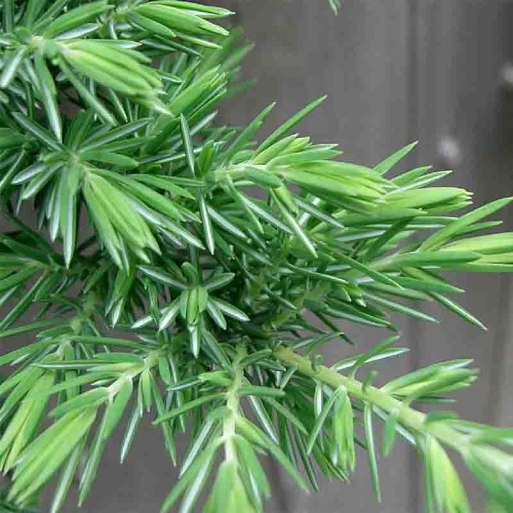 Juniperus rigida subsp. conferta Blue Pacific