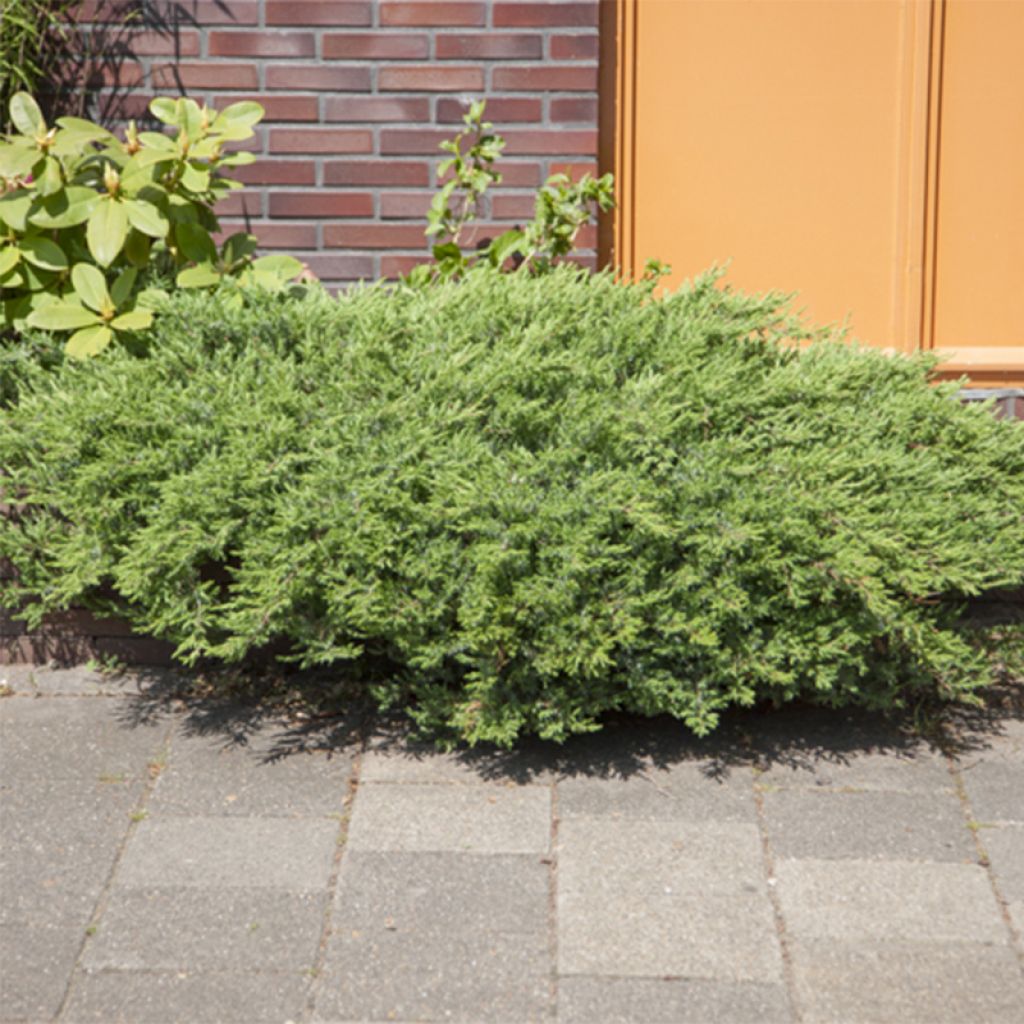 Juniperus rigida subsp. conferta Blue Pacific