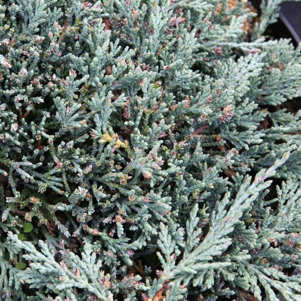 Juniperus horizontalis Icee Blue