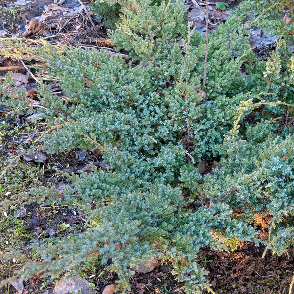 Juniperus horizontalis Jade River