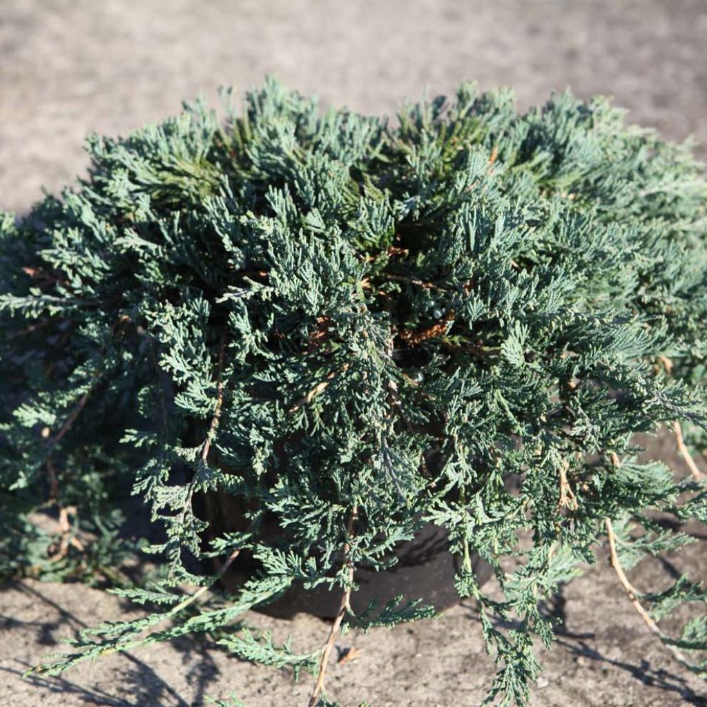 Juniperus horizontalis Wiltonii