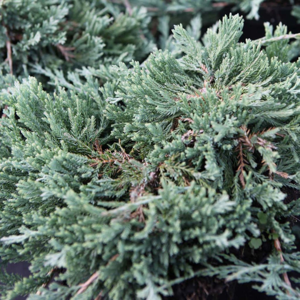Juniperus horizontalis Wiltonii
