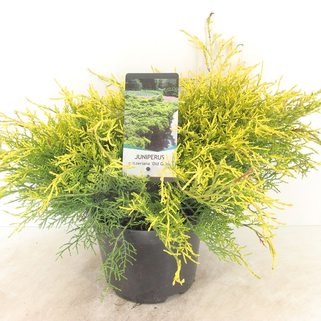 Juniperus x pfitzeriana Old Gold