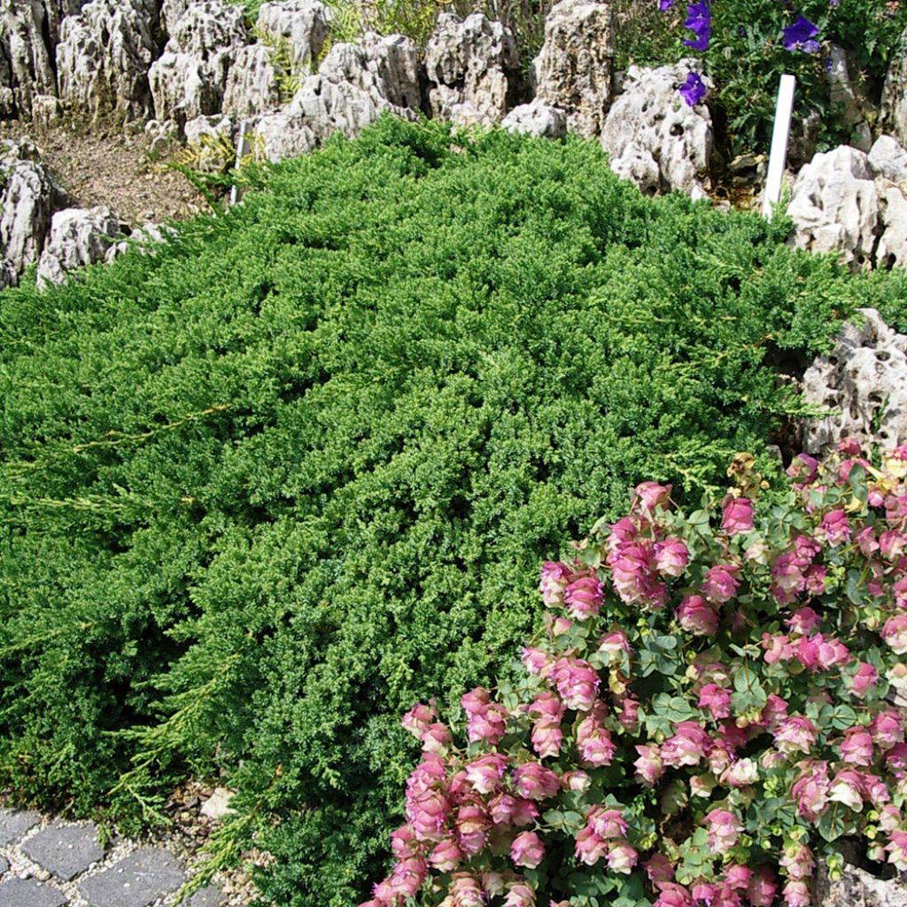 Juniperus procumbens Nana