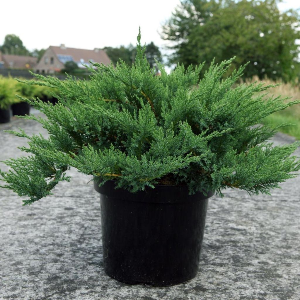 Juniperus sabina Tamariscifolia