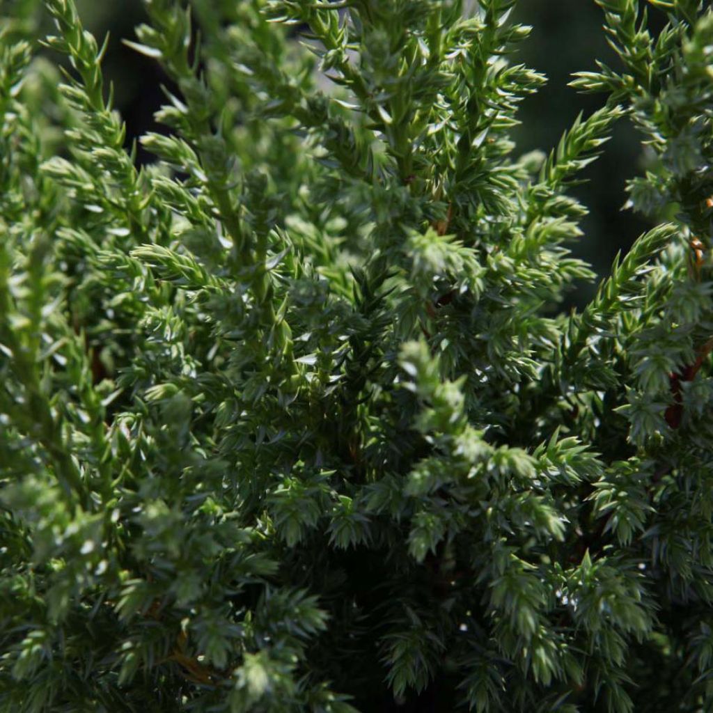 Juniperus squamata Loderi