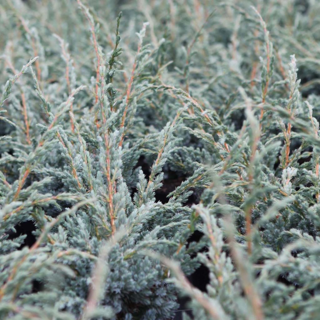 Juniperus squamata Meyeri